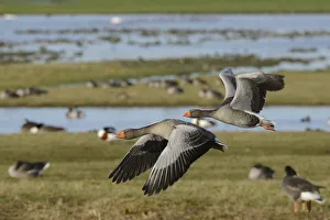 Greylag goose pair (Anser anser) in flight over flooded pastureland with many grazing wildfowl Greylag goose pair (Anser anser) in flight over flooded pastureland with many grazing wildfowl