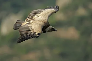 Popular themes/wild wonders europe 2/griffon vulture gyps fulvus flight Popular themes/wild wonders europe 2/griffon vulture gyps fulvus flight