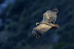 Griffon vulture (gyps fulvus in flight) Andalusia, Spain, March Griffon vulture (gyps fulvus in flight) Andalusia, Spain, March
