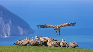Griffon vulture (Gyps fulvus) landing on coast next to flock. Cantabria, Spain, March Griffon vulture (Gyps fulvus) landing on coast next to flock. Cantabria, Spain, March