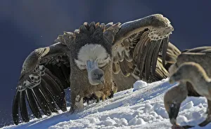 Griffon vulture (Gyps fulvus) with open wings, Cebollar, Torla, Aragon, Spain, November 2008 Griffon vulture (Gyps fulvus) with open wings, Cebollar, Torla, Aragon, Spain, November 2008