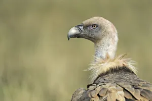 Griffon vulture (Gyps fulvus) portrait, Serra de Beumort, Gerri de la Sal, Catalonia Griffon vulture (Gyps fulvus) portrait, Serra de Beumort, Gerri de la Sal, Catalonia