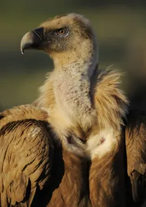 Griffon vulture (Gyps fulvus) portrait, Montejo de la Vega, Segovia, Castilla y Leon Griffon vulture (Gyps fulvus) portrait, Montejo de la Vega, Segovia, Castilla y Leon