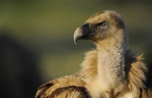 Griffon vulture (Gyps fulvus) portraits, Montejo de la Vega, Segovia, Castilla y Leon Griffon vulture (Gyps fulvus) portraits, Montejo de la Vega, Segovia, Castilla y Leon
