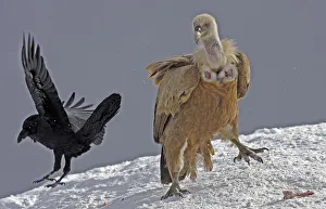 Griffon vulture (Gyps fulvus) and Raven (Corvus corax) in snow, Cebollar, Torla, Aragon Griffon vulture (Gyps fulvus) and Raven (Corvus corax) in snow, Cebollar, Torla, Aragon