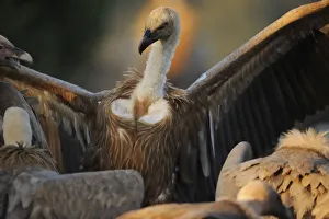 Griffon vulture (Gyps fulvus) with wings outstretched, Montejo de la Vega, Segovia Griffon vulture (Gyps fulvus) with wings outstretched, Montejo de la Vega, Segovia