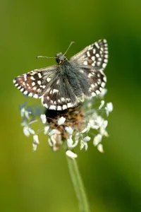 Grizzled skipper butterfly {Pyrgus malvae}, Dorset. UK Grizzled skipper butterfly {Pyrgus malvae}, Dorset. UK