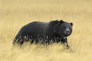 Grizzly bear (Ursus arctos horribilis) walking through long grass, Yellowstone NP Grizzly bear (Ursus arctos horribilis) walking through long grass, Yellowstone NP