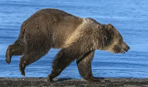 Grizzly bear (Ursus arctos horribilis) running along shore of Yellowstone Lake at sunrise Grizzly bear (Ursus arctos horribilis) running along shore of Yellowstone Lake at sunrise