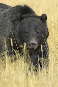 Grizzly bear (Ursus arctos horribilis) in long grass, Yellowstone NP, Wyoming, USA Grizzly bear (Ursus arctos horribilis) in long grass, Yellowstone NP, Wyoming, USA