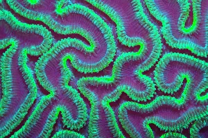 Grooved brain coral (Diploria labyrinthiformis) at night with polyps extended to feed Grooved brain coral (Diploria labyrinthiformis) at night with polyps extended to feed