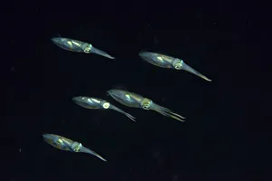 Group of Bigfin reef squids (Sepioteuthis lessoniana) swimming at night, Indonesia Group of Bigfin reef squids (Sepioteuthis lessoniana) swimming at night, Indonesia