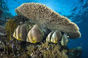 Group of Circular spadefish (Platax orbicularis) gather at a cleaning station beneath Group of Circular spadefish (Platax orbicularis) gather at a cleaning station beneath