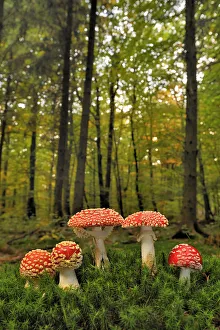 Group of Fly agaric fungi {Amanita muscaria} in woodland, Lorraine, France Group of Fly agaric fungi {Amanita muscaria} in woodland, Lorraine, France