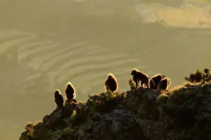 East African Wildlife Prints: Group of Gelada baboon (Theropithecus gelada) males sitting on clifftop overlooking farmland in the distance at sunrise
