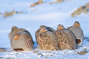 Group of Grey partridge (Perdix perdix) huddled for warmth in snowy field. Near Nijmegen, the Netherlands. February Group of Grey partridge (Perdix perdix) huddled for warmth in snowy field. Near Nijmegen, the Netherlands. February