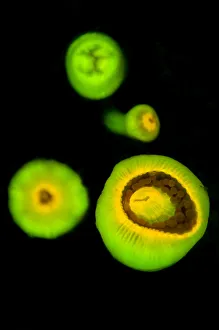 Group of Jewel anemones (Corynactis viridis) photographed under blue light to show their Group of Jewel anemones (Corynactis viridis) photographed under blue light to show their