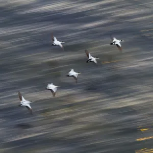Group of male Common eiders (Somateria mollissima) in flight, Iceland, June Group of male Common eiders (Somateria mollissima) in flight, Iceland, June