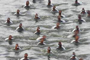 Group of male Pochard (Aythya ferina) on water with motion blur, Welney WWT Reserve Group of male Pochard (Aythya ferina) on water with motion blur, Welney WWT Reserve