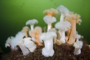 Group of orange and white Plumose anemones (Metridium senile) with Moon jellyfish Group of orange and white Plumose anemones (Metridium senile) with Moon jellyfish