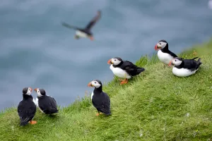 Group pf Puffins (Fratercula arctica) resting on cliffs of Heimaey Island, Westman Islands, Iceland. July Group pf Puffins (Fratercula arctica) resting on cliffs of Heimaey Island, Westman Islands, Iceland. July