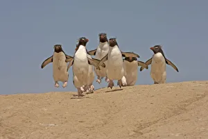 Group of Rockhopper Penguins (Eudyptes chrysocome) making their way from the nesting Group of Rockhopper Penguins (Eudyptes chrysocome) making their way from the nesting