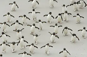 Group of Rockhopper penguins {Eudyptes chrysocome} walking on beach, wings spread Group of Rockhopper penguins {Eudyptes chrysocome} walking on beach, wings spread