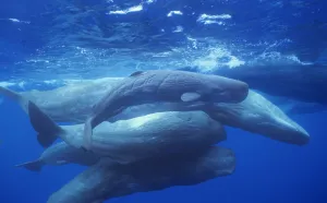 Group of Sperm whales {Physeter macrocephalus} socialising, adults and newborn calf Group of Sperm whales {Physeter macrocephalus} socialising, adults and newborn calf