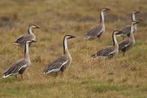 Group of Swan geese (Anser cygnoides) on grassland, Inner Mongolia, China Group of Swan geese (Anser cygnoides) on grassland, Inner Mongolia, China