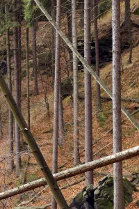 Growing and fallen trees in wood on Stribrne Steny (459m) Hrensko, Ceske Svycarsko Growing and fallen trees in wood on Stribrne Steny (459m) Hrensko, Ceske Svycarsko