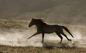 Grulla Mustang stallion running in dust at Return to Freedom Sanctuary, Lompoc, California Grulla Mustang stallion running in dust at Return to Freedom Sanctuary, Lompoc, California