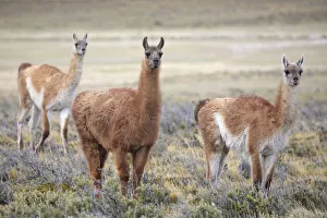 Guanaco (Lama guanicoe) grazing on grassland plain, Patagonia, Chile. Novmeber Guanaco (Lama guanicoe) grazing on grassland plain, Patagonia, Chile. Novmeber