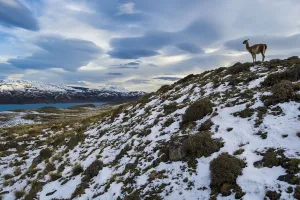 Guanaco (Lama guanicoe) with lake and mountains, Torres del Paine National Park, Patagonia Guanaco (Lama guanicoe) with lake and mountains, Torres del Paine National Park, Patagonia