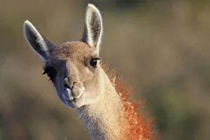 Guanaco (Lama guanicoe), Punta Norte, Peninsula Valdes, Argentina Guanaco (Lama guanicoe), Punta Norte, Peninsula Valdes, Argentina