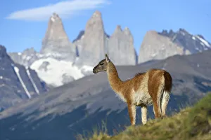 Guanaco (Lama guanicoe) standing, towers of Torres del Paine National Park in background Guanaco (Lama guanicoe) standing, towers of Torres del Paine National Park in background