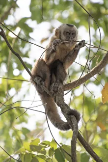 Guianan brown capuchin (Sapajus apella) chewing on branch, Pampas del Yacuma Protected Area Guianan brown capuchin (Sapajus apella) chewing on branch, Pampas del Yacuma Protected Area