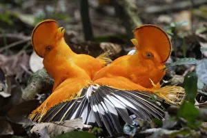 Guianan cock-of-the-rock (Rupicola rupicola), two males fighting during lek Guianan cock-of-the-rock (Rupicola rupicola), two males fighting during lek