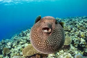 Guineafowl puffer fish (Arothron meleagris) inflated, displaying defensive behaviour over Guineafowl puffer fish (Arothron meleagris) inflated, displaying defensive behaviour over