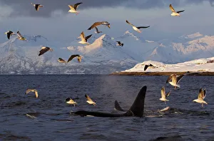 Gulls flying above two Killer whales / Orcas (Orcinus orca) surfacing, Tysfjord, Norway Gulls flying above two Killer whales / Orcas (Orcinus orca) surfacing, Tysfjord, Norway