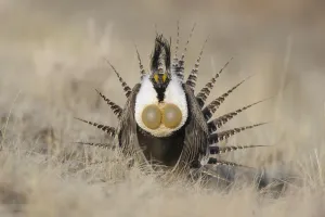 Gunnison sage-grouse (Centrocercus minimus) male displaying at a lek. Gunnison County, Colorado Gunnison sage-grouse (Centrocercus minimus) male displaying at a lek. Gunnison County, Colorado