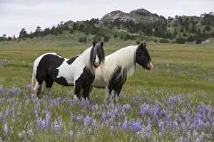 Two Gypsy vanner geldings in wildflower pastures, Wyoming, USA. June 2014 Two Gypsy vanner geldings in wildflower pastures, Wyoming, USA. June 2014
