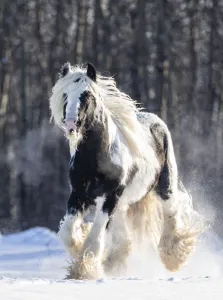 2020 christmas highlights/gypsy vanner stallion cantering snow 2020 christmas highlights/gypsy vanner stallion cantering snow
