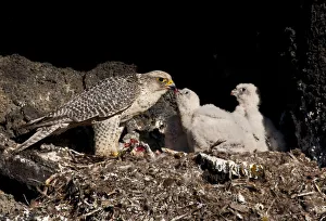 Gyrfalcon (Falco rusticolus) feeding chick, Thingeyjarsyslur, Iceland, June 2009 Gyrfalcon (Falco rusticolus) feeding chick, Thingeyjarsyslur, Iceland, June 2009