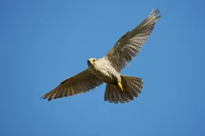 Gyrfalcon (Falco rusticolus) in flight, Thingeyjarsyslur, Iceland, June 2009 Gyrfalcon (Falco rusticolus) in flight, Thingeyjarsyslur, Iceland, June 2009