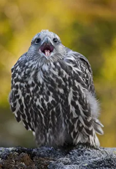 Gyrfalcon (Falco rusticolus) juvenile calling, Thingeyjarsyslur, Iceland, July 2009 Gyrfalcon (Falco rusticolus) juvenile calling, Thingeyjarsyslur, Iceland, July 2009
