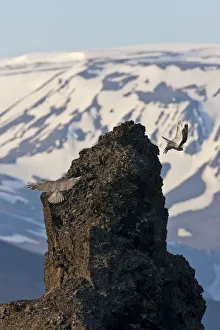Two Gyrfalcons (Falco rusticolus) in flight, one landing on rock the other taking off Two Gyrfalcons (Falco rusticolus) in flight, one landing on rock the other taking off