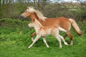 Haflinger horse mare and foal running in meadow. England, UK Haflinger horse mare and foal running in meadow. England, UK