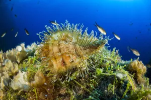 Hairy triton (Monoplex parthenopeus) Vervece rock, Punta Campanella Marine Protected Hairy triton (Monoplex parthenopeus) Vervece rock, Punta Campanella Marine Protected