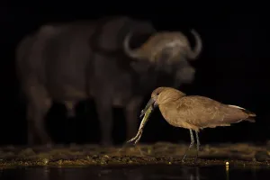 Hammerkop / Hammerhead stork (Scopus umbretta) eating a toad, with an African buffalo Hammerkop / Hammerhead stork (Scopus umbretta) eating a toad, with an African buffalo