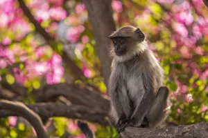 Hanuman Langurs (Semnopithecus entellus) in Bougainvillea Mandore Garden, Jodhpur, India Hanuman Langurs (Semnopithecus entellus) in Bougainvillea Mandore Garden, Jodhpur, India